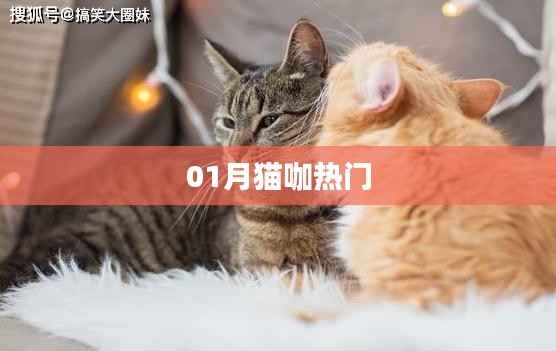 猫咖新宠,一月热门动态