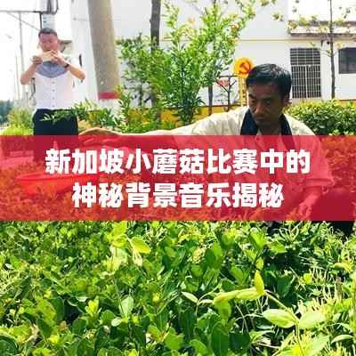 新加坡小蘑菇比赛中的神秘背景音乐揭秘