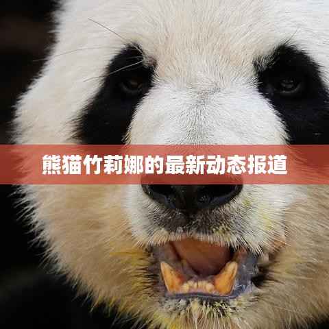 熊猫竹莉娜的最新动态报道